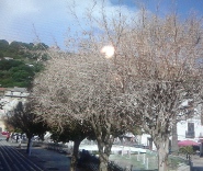 Alberi piazza mercat Lam