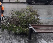 Albero corso nicotera scuola