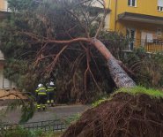 Albero crollo Lamezia ovest