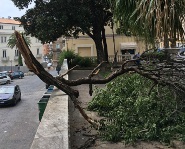 Albero ramo spezzato villa numistrano
