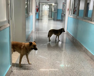 Cani in ospedale Lamezia