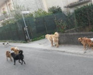 Cani randagi Lamezia est capiz