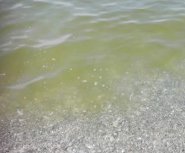 Curinga mare inquinato