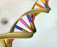 Dna mappa genetica