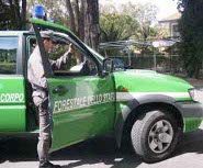 Forestale auto2