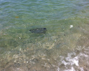 Mare sporco lametino