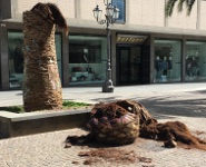 Palma crollata Lam corso Nicotera