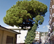 Pino via Indipendenza