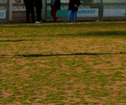 Stadio dippolito manto spelacchiato