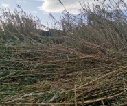 Torrente Cantagalli canne