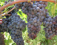 Uva grappolo generic