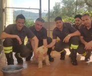 Vigili del fuoco cane salvato2