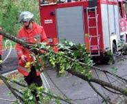 Vigili fuoco alberi archivio